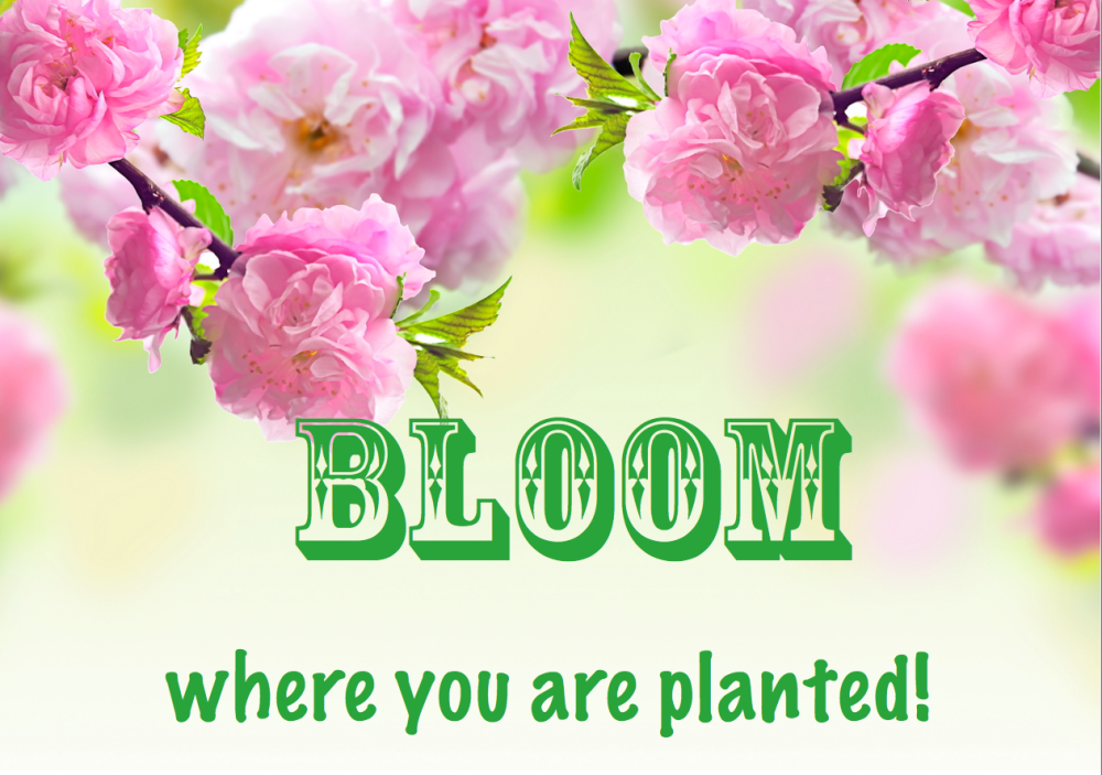 bloom where you are planted screenshot photo
