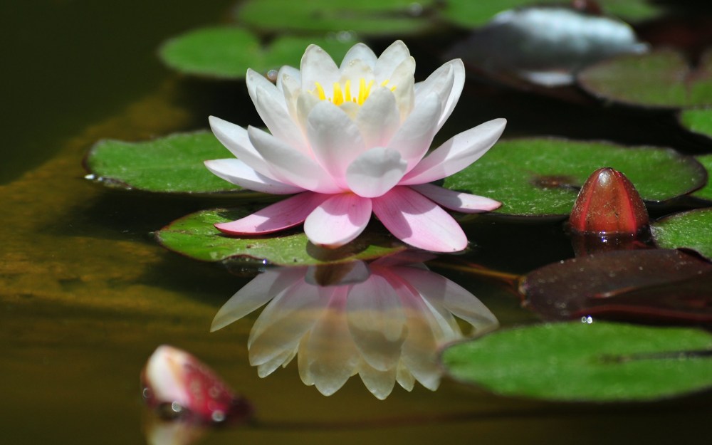 Photo from this page