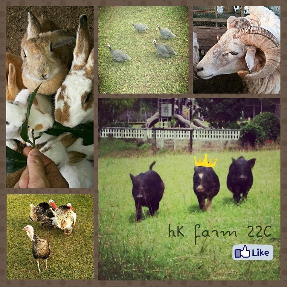 kimberly 5 farm